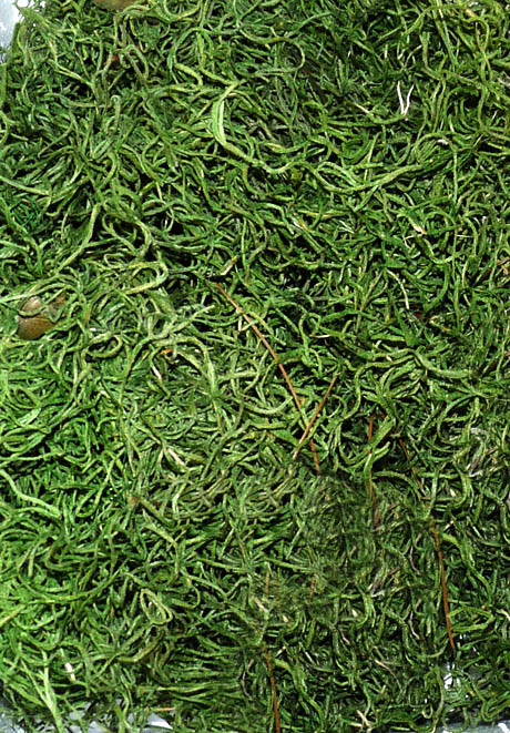 Dschungelmoos grün Spanisch Moos Tillandsia 500g 